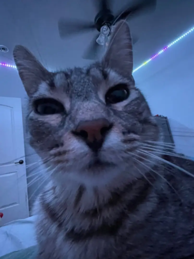cat1